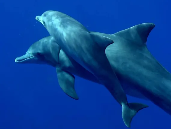 dolpfins
